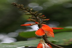 Erythrina arborescens